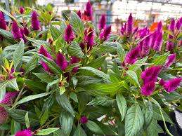 Image result for Celosia