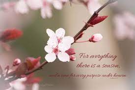 Plum Blossom Photo Christian Wall Art Hope Of Spring Etsy Christian Wall Art Flowers Photography Plum Blossom