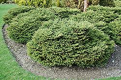 Norway spruce performs best in full sun. Creeping Norway Spruce Picea Abies Repens In Columbus Dublin Delaware Grove City Gahanna Bexley Ohio Oh At Oakland Nurseries Inc