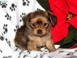 Shorkie Puppies For Sale In Pa Shorkie Puppies Shorkie Puppies For Sale Puppies For Sale