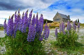Check spelling or type a new query. The New Zealand Seasons And Climate Nz Pocket Guide 1 New Zealand Travel Guide