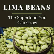 Growing information is given on sowing, transplanting, caring for, and harvesting this vegetable. Lima Beans Easy To Grow And Good To Eat Garden Org