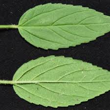 Image result for Hermannia kirkii