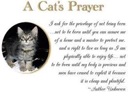 Prayer for sick cat jesus, the great physician, you are the provider and sustainer of all good gifts. Sick Cat Poem Cat Poems And Poetry