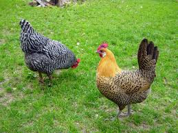 Place the peels along the edge of the garden. Should You Free Range Your Chickens Hgtv