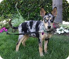 Aug 11, 2020 · australian shepherd and husky mix puppies for sale can be found in the vast array of puppy shops all over the united states. Australian Cattle Dog Siberian Husky Mix Cheap Buy Online