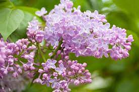 Prized For Its Delightful Fragrance Syringa Vulgaris Common Lilac Is A Mainstay Of The Spring Landscape In Nort In 2020 Syringa Vulgaris Fragrant Plant Common Lilac