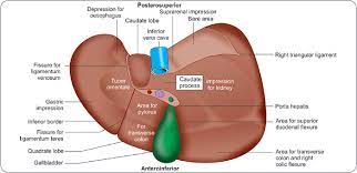 Ligamentum teres is a round ligament present in liver. Jaypeedigital Ebook Reader