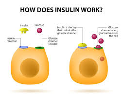 Type 1 Diabetes And Insulin Types Of Insulin Where To