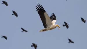 In the caucasus the species can be found breeding up to 3.000 above sea level. How Albania Is Saving The Egyptian Vultures In The Balkans
