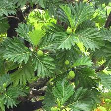 Image result for Artocarpus