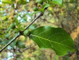 Image result for Canthium