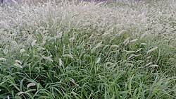 Image result for Setaria viridis