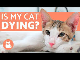 There's no point going over that again. How To Tell If Your Old Or Sick Cat Is Dying I Can Has Cheezburger