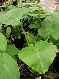 How To Propagate Alocasia Tips On Alocasia Plant Propagation Propagating Plants Alocasia Plant Plants
