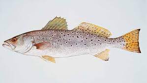 Speckled Trout Fishing Rambling Angler Outdoors Fish Trout Brown Trout