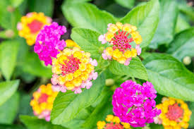 Image result for Lantana