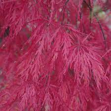 Mature Acer palmatum dissectum Crimson Princess 