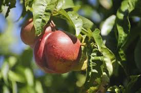 Image result for Nectaropetalum carvalhoi