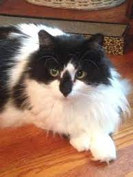 Adopt Scotty Foster Home On Petfinder White Cat Breeds Cat Adoption Pets
