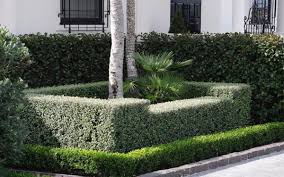 Hedges are rows of closely planted shrubs, and come in all shapes, styles and sizes. The 8 Best Hedge Plants Dengarden