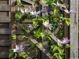 Check spelling or type a new query. Clematis Samaritan Jo Papi Joe S Garden