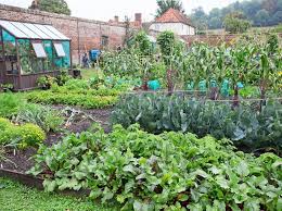 When dealing with gardening and planting all of those fruits and veggies, the greatest satisfaction of every gardener is to see the final outcome or the product at the end of the process. How To Make A Vegetable Patch Bbc Gardeners World Magazine