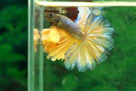 How to make your betta fish happy leave a comment. How To Teach Your Betta Fish Tricks 5 Easy Tricks It S True It S A Fish Thing