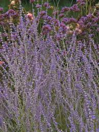 Image result for Perovskia atriplicifolia 'blue spire'