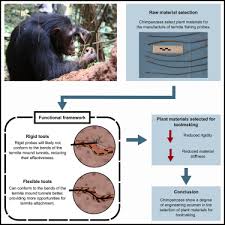 Image result for Monanthotaxis poggei