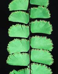 Image result for Adiantum soboliferum