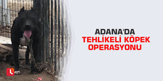 Adana Da Tehlikeli Kopek Operasyonu