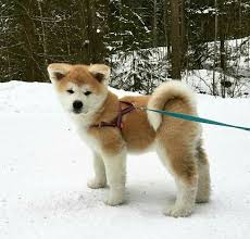 Black And White Akita Puppy For Sale Buy Sell Akita Inu Puppies Online Https Www Dogspuppiesforsale Com Akita Inu Cane Akita Cuccioli Di Cani Akita Giapponese