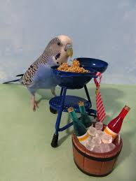Labor Day 2017 Pet Birds Budgies Bird Budgies