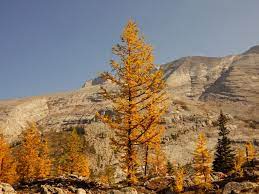 Check spelling or type a new query. Larches Friends Of Kananaskis Country