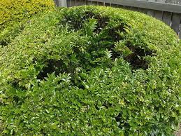 Matt solves a very common hedging problem. Treating Stem Borers In Murraya Species