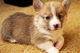 Cheap Marvelous Mini Fluffy Welsh Corgi Puppies For Sale Near Me Corgi Puppies For Sale Under 600 Yorkie Puppy For Sale Welsh Corgi Puppies Puppy Cuddles