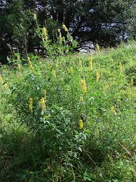 Image result for Crotalaria trichotoma