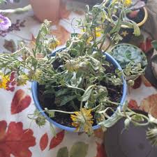 Image result for Osteospermum muricatum