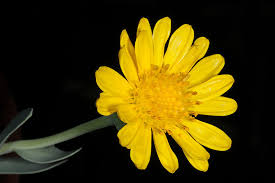 Image result for Hertia