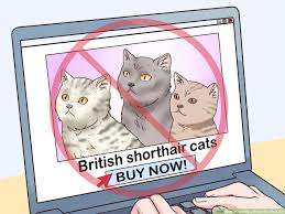 3 ways to identify a british shorthair cat wikihow