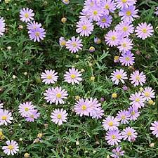 Image result for Brachycome mossambicensis