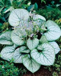Check spelling or type a new query. Top Ten Ground Cover Perennials Gardening Tips With J Parker S