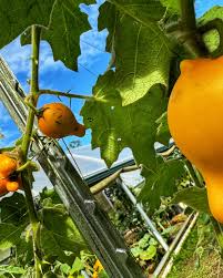 Image result for Solanum mammosum