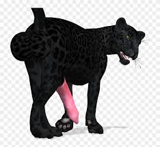 Black jaguars are also called black panthers, which is an umbrella term for any big cat with a black it's actually easier for other species to spot a solidly patterned animal versus one whose markings. Panther Cat Computer Icons Black Black Panther Black Panther Cat Hd Png Download 1017x690 2918287 Pngfind