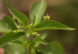 Image result for Micrococca mercurialis