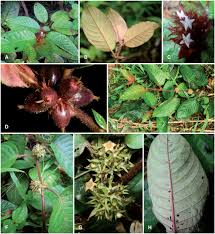 Image result for Psychotria mildbraedii
