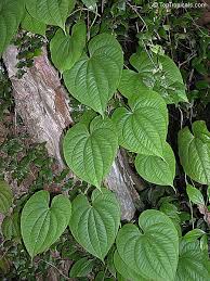 Image result for Dioscorea bulbifera