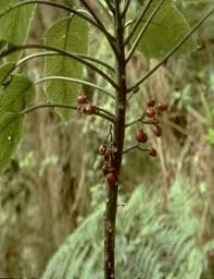 Image result for Psydrax subcordata