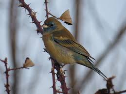 Image result for Merwilla lazulina